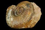 Jurassic Ammonite (Parkinsonia) Fossil - Sengenthal, Germany #177610-1